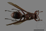 ǦW:Polistes tenebricosus