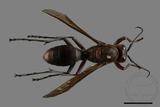 ǦW:Polistes tenebricosus