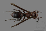 ǦW:Polistes tenebricosus