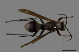 ǦW:Polistes tenebricosus