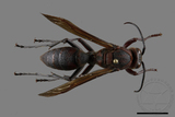 ǦW:Polistes tenebricosus