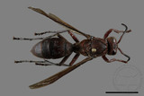 ǦW:Polistes tenebricosus