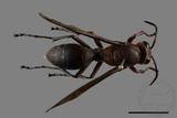 ǦW:Polistes tenebricosus