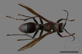 ǦW:Polistes tenebricosus