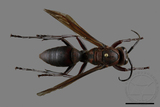 ǦW:Polistes tenebricosus