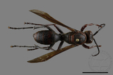 ǦW:Polistes tenebricosus