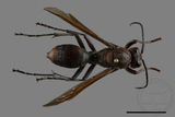 ǦW:Polistes tenebricosus