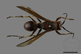 ǦW:Polistes tenebricosus