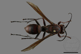 ǦW:Polistes tenebricosus