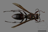 ǦW:Polistes tenebricosus