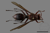 ǦW:Polistes tenebricosus