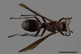 ǦW:Polistes tenebricosus