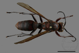 ǦW:Polistes tenebricosus