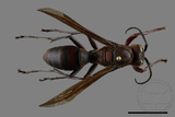 ǦW:Polistes tenebricosus