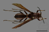 ǦW:Polistes tenebricosus