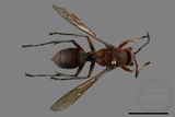 ǦW:Polistes tenebricosus