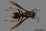 ǦW:Polistes tenebricosus