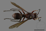 ǦW:Polistes tenebricosus