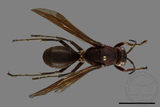 ǦW:Polistes tenebricosus