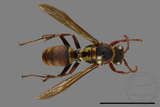 ǦW:Polistes takasagonus