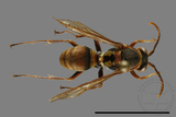 ǦW:Polistes takasagonus