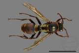 ǦW:Polistes takasagonus