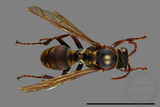 ǦW:Polistes takasagonus