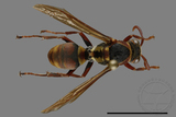 ǦW:Polistes takasagonus