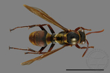 ǦW:Polistes takasagonus