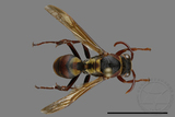 ǦW:Polistes takasagonus