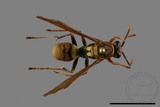 ǦW:Polistes formosanus