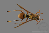 ǦW:Polistes formosanus