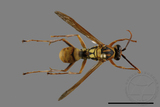 ǦW:Polistes formosanus