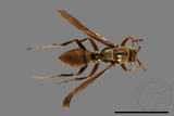 ǦW:Polistes formosanus