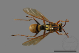 ǦW:Polistes formosanus