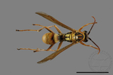 ǦW:Polistes formosanus