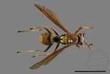 ǦW:Polistes formosanus