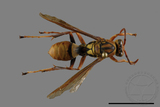 ǦW:Polistes formosanus