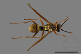 ǦW:Polistes formosanus