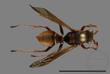 ǦW:Polistes eboshinus