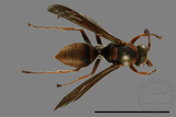 ǦW:Polistes eboshinus