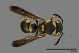 ǦW:Antepipona biguttata