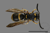 ǦW:Stenodynerus chinensis