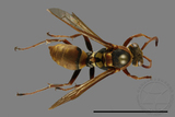 ǦW:Polistes takasagonus