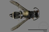 ǦW:Subancistrocerus sichelii