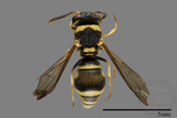 ǦW:Antepipona biguttata