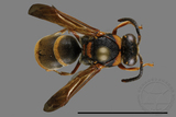 ǦW:Anterhynchium flavomarginatum formosicola