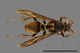 ǦW:Polistes takasagonus