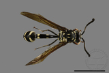 ǦW:Phimenes flavopictus formosanus