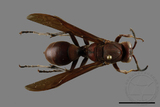 ǦW:Polistes tenebricosus